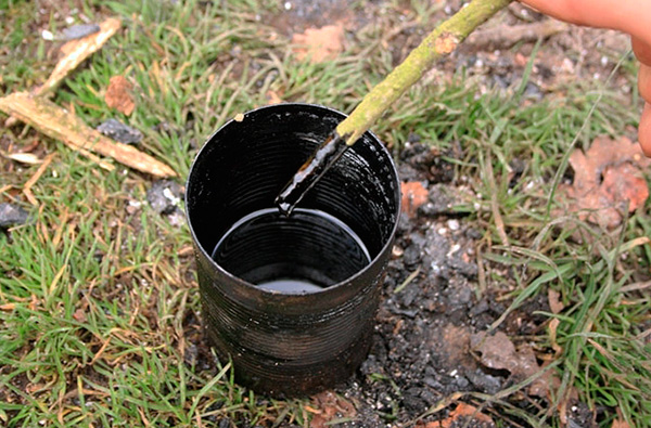 Voici à quoi ressemble le goudron de bouleau, utilisé depuis des temps anciens pour repousser les insectes. Voici à quoi ressemble le goudron de bouleau, utilisé depuis des temps anciens pour repousser les insectes.