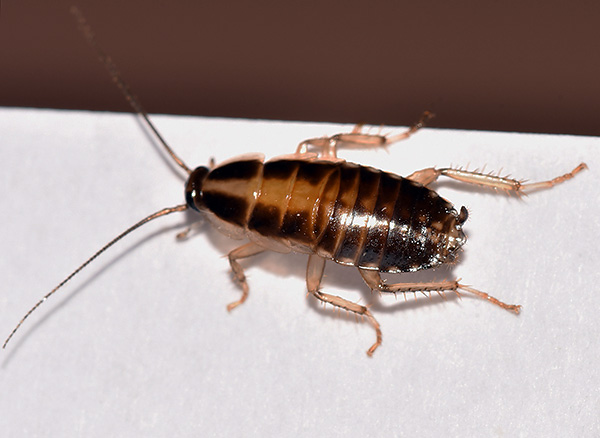 Lors du traitement avec des poudres insecticides, vous devez accorder une attention particulière aux zones de rassemblement et de déplacement des blattes. Lors du traitement avec des poudres insecticides, vous devez accorder une attention particulière aux zones de rassemblement et de déplacement des blattes.