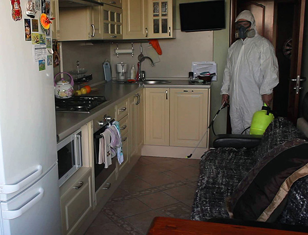 En général, traiter un appartement d'une pièce contre les blattes coûtera entre 15 € et 20 €.