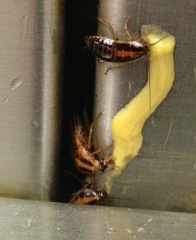Les cafards mangent le gel insecticide.