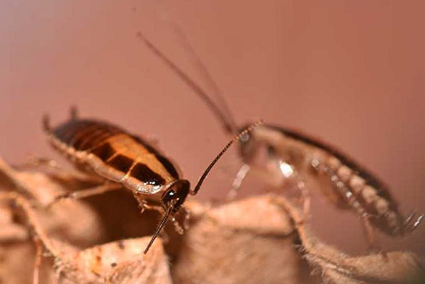 La procédure d'élimination des insectes s'appelle désinsectisation, et non désinfection.