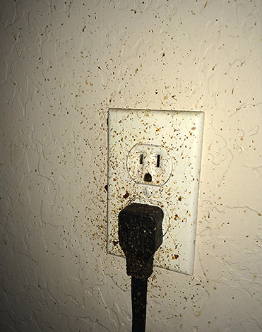 Il arrive souvent que les cafards pénètrent dans l'appartement depuis les voisins par les prises électriques.