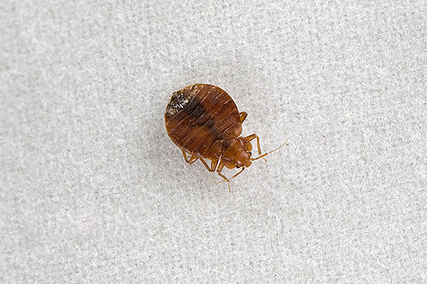 Le Palach Super est un produit à action rapide, éliminant efficacement les insectes aussi bien par contact direct avec la solution qu'à l'état sec. Le Palach Super est un produit à action rapide, éliminant efficacement les insectes aussi bien par contact direct avec la solution qu'à l'état sec.