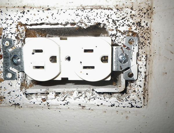 Les punaises de lit des voisins peuvent pénétrer dans votre appartement même par les prises électriques murales.