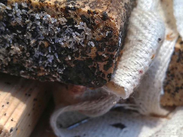 Œufs de punaises sur l'extrémité d'une planche de bois