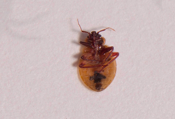La zeta-cyperméthrine provoque une paralysie chez les punaises de lit, après quoi le parasite meurt rapidement. La zeta-cyperméthrine provoque une paralysie chez les punaises de lit, après quoi le parasite meurt rapidement.