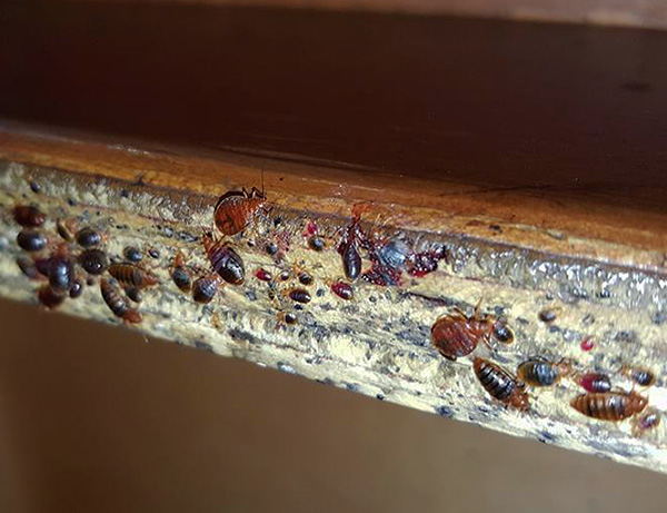 Nid de punaises de lit dans un meuble démonté. Nid de punaises de lit dans un meuble démonté.