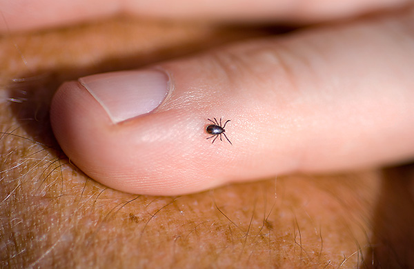 La probabilité de reproduction d'une tique dans un appartement est pratiquement nulle. La probabilité de reproduction d'une tique dans un appartement est pratiquement nulle.