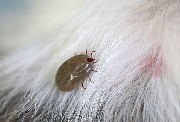 Les tiques Ixodidae, en tant que parasites, se nourrissent exclusivement de sang. Les tiques Ixodidae, en tant que parasites, se nourrissent exclusivement de sang.
