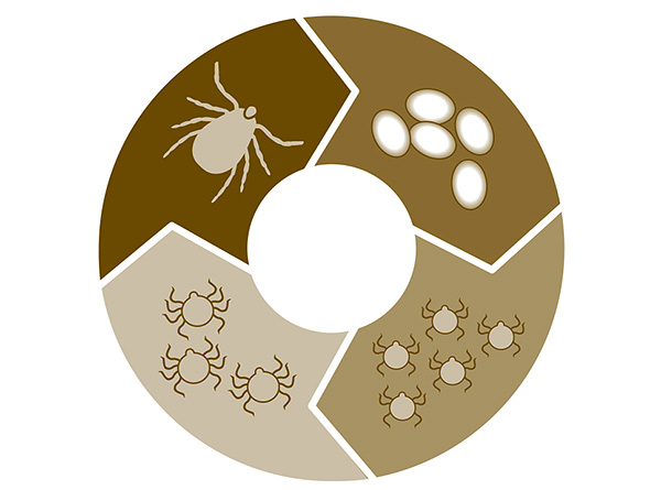 Le cycle de vie du parasite, de l'œuf à l'adulte, dure en moyenne environ 3 ans.