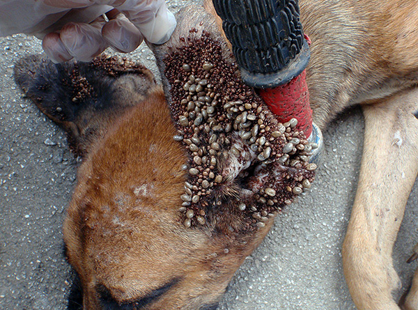 Le site de fixation préféré des tiques des bois chez les chiens est la surface interne des oreilles.