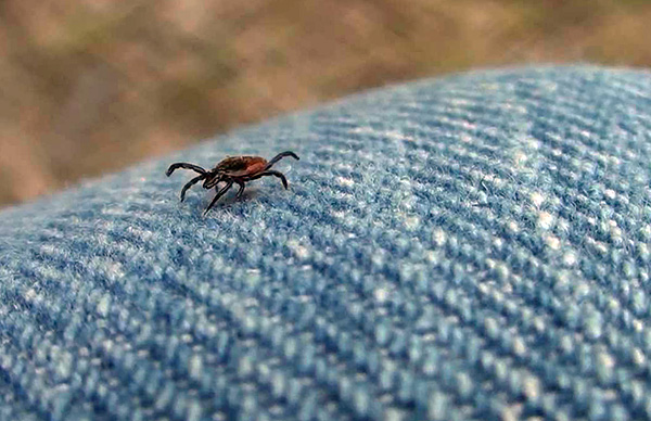 La piqûre de ce parasite est toujours potentiellement dangereuse pour l'homme, car on ne sait pas à l'avance si l'individu est porteur de telle ou telle infection.