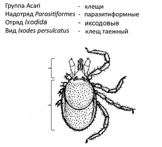 Position systématique de Ixodes persulcatus.