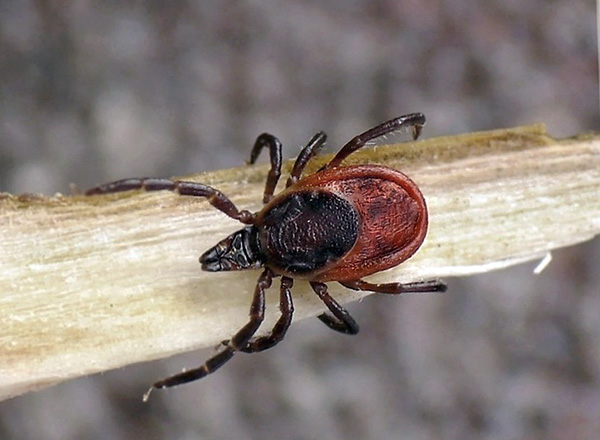 Tique de la taïga (Ixodes persulcatus) Tique de la taïga (Ixodes persulcatus)