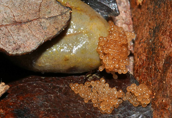 Ponte d'œufs de la tique du chien Ponte d'œufs de la tique du chien