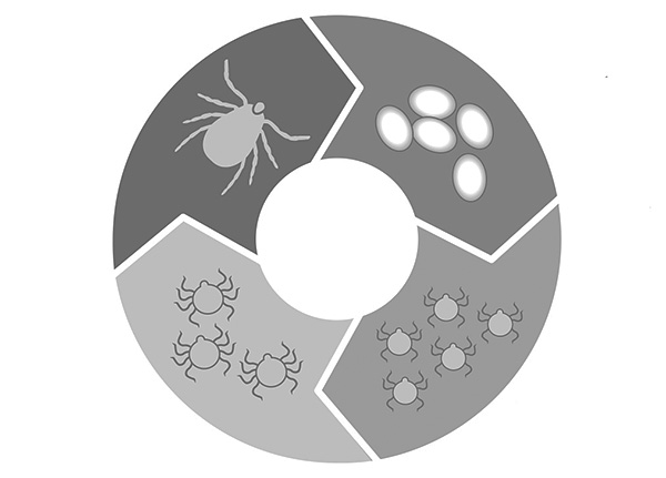 Le stade d'hivernage peut concerner n'importe quelle phase du cycle de vie du parasite - de l'œuf à l'adulte.