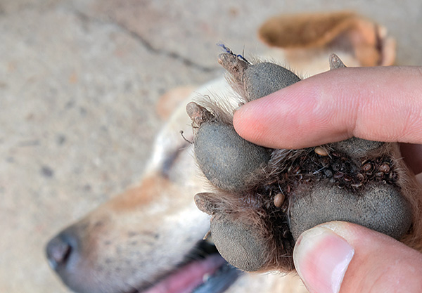 Tiques entre les doigts des pattes d'un chien.