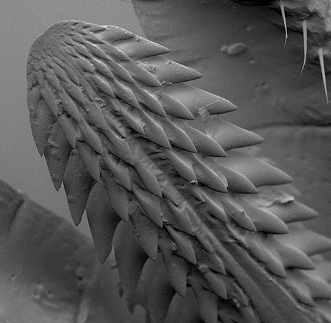 Face inférieure de l'hypostome.