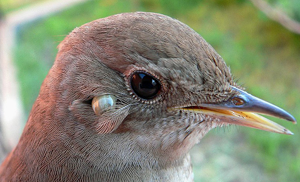 Une tique s'est fixée à un oiseau Une tique s'est fixée à un oiseau