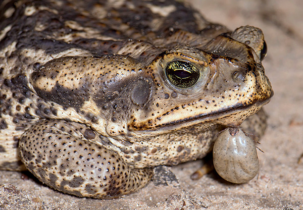 Les tiques parasitent souvent les amphibiens, restant viables même après un séjour prolongé dans l'eau. Les tiques parasitent souvent les amphibiens, restant viables même après un séjour prolongé dans l'eau.