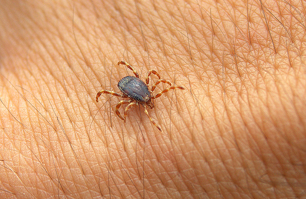 Tique hématophage Hyalomma marginatum Tique hématophage Hyalomma marginatum