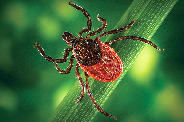 Pendant la période d'activité maximale des tiques, il est important de faire preuve d'une vigilance particulière et de prendre des mesures préventives contre les piqûres du parasite. Pendant la période d'activité maximale des tiques, il est important de faire preuve d'une vigilance particulière et de prendre des mesures préventives contre les piqûres du parasite.