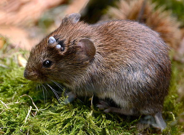 Un facteur important du maintien du foyer de la borréliose et de l'encéphalite à tiques est la présence de populations de petits rongeurs sur le territoire.