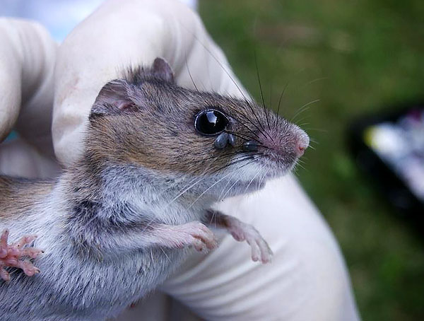 En règle générale, ce sont les larves et les nymphes des ixodidés qui parasitent les rongeurs et les petits insectivores, tandis que les adultes parasitent les grands animaux. En règle générale, ce sont les larves et les nymphes des ixodidés qui parasitent les rongeurs et les petits insectivores, tandis que les adultes parasitent les grands animaux.