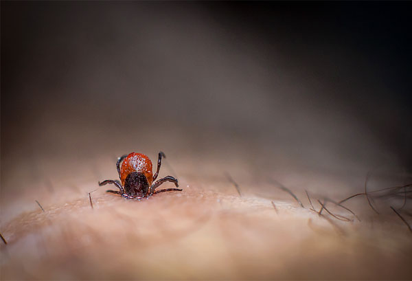Au moment de la succion du sang, avec la salive de la tique, les agents pathogènes de maladies mortelles peuvent pénétrer dans la plaie si le parasite est infecté. Au moment de la succion du sang, avec la salive de la tique, les agents pathogènes de maladies mortelles peuvent pénétrer dans la plaie si le parasite est infecté.