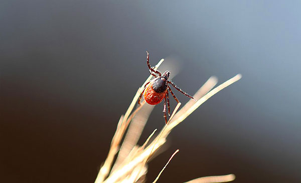 En sentant l'odeur d'une personne ou d'un animal qui s'approche, le parasite lève les deux paires de pattes avant et tente de s'accrocher à sa victime. En sentant l'odeur d'une personne ou d'un animal qui s'approche, la tique lève les deux paires de pattes avant et tente de s'accrocher à sa victime.