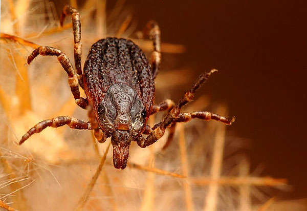 Hyalomma lusitanicum, parasitant principalement les bovins. Hyalomma lusitanicum, parasitant principalement les bovins.