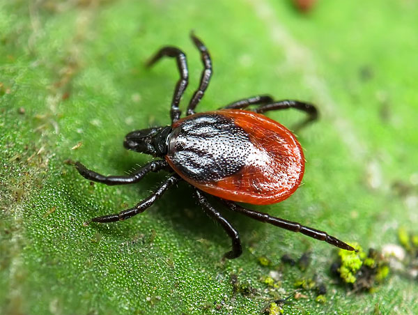 La couleur rougeâtre de la tique est due à sa cuticule molle, qui peut se distendre considérablement lorsque le parasite se gorge de sang. La couleur rougeâtre de la tique est due à sa cuticule molle, qui peut se distendre considérablement lorsque le parasite se gorge de sang.