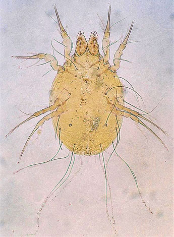 Malgré la rareté apparente des cas où ce nuisible peut causer des dommages, il est en réalité très répandu dans les établissements vinicoles. Malgré la rareté apparente des cas où ce nuisible peut causer des dommages, il est en réalité très répandu dans les établissements vinicoles.