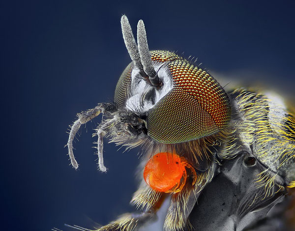Larve de trombidion sur le corps de son hôte - une mouche des fleurs. Larve de trombidion sur le corps de son hôte - une mouche des fleurs.