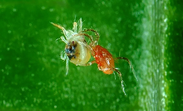 En raison de leur capacité à détruire les tétranyques, les Phytoseiulus sont élevés dans des pépinières spéciales, puis relâchés dans les champs et les serres. En raison de leur capacité à détruire les tétranyques, les Phytoseiulus sont élevés dans des pépinières spéciales, puis relâchés dans les champs et les serres.