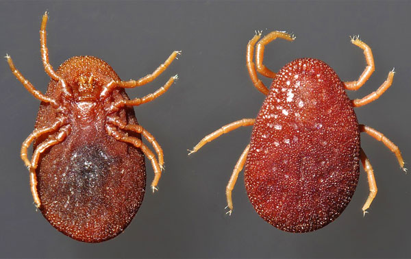 Ces parasites piquent les humains relativement rarement, mais leurs piqûres sont très douloureuses. Ces parasites piquent les humains relativement rarement, mais leurs piqûres sont très douloureuses.