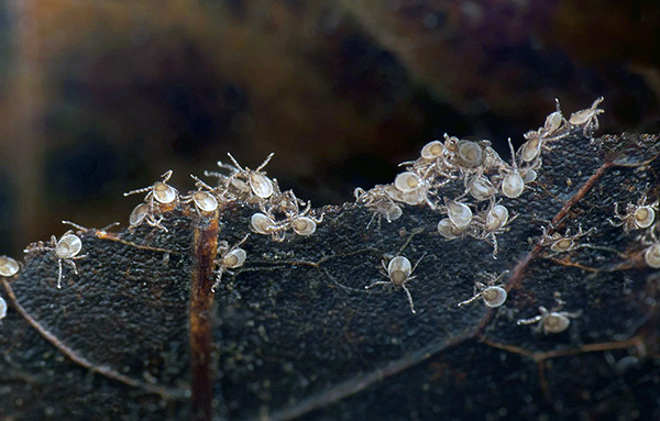Larves de tique Ixodes Larves de tique Ixodes