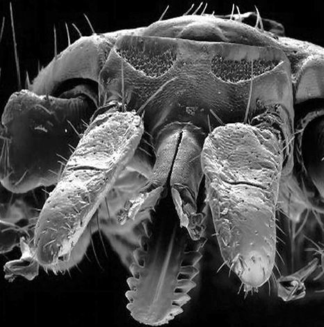 Voici à quoi ressemble l'appareil buccal d'une tique ixodide vue au microscope électronique.
