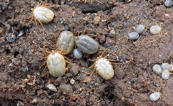 Ixodes uriae gorgés de sang d'oiseaux