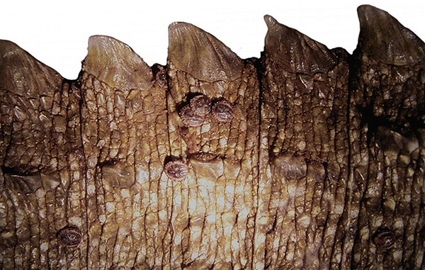 Tiques sur un sphénodon
