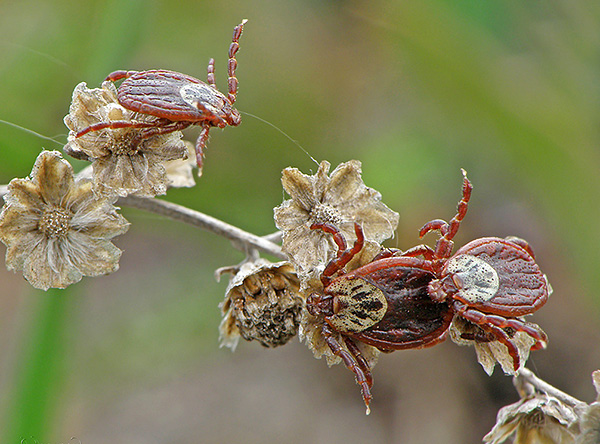 Adultes d’*Ixodes persulcatus*