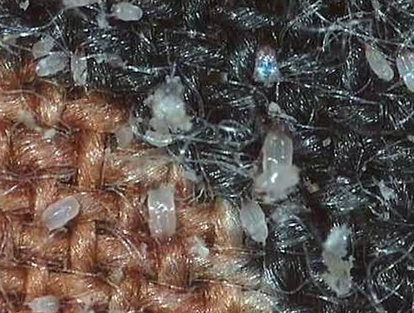 Accumulation d'acariens dans un tapis