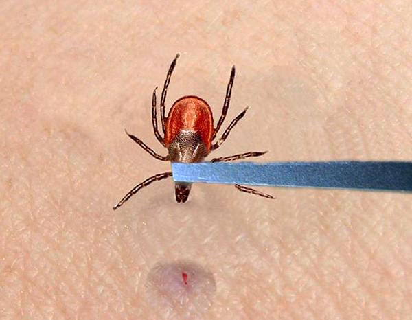 Si aucun signe de maladie n'est observé dans les 3 semaines, la probabilité de tomber malade par la suite se rapproche de zéro. Si aucun signe de maladie n'est observé dans les 3 semaines, la probabilité de tomber malade par la suite se rapproche de zéro.