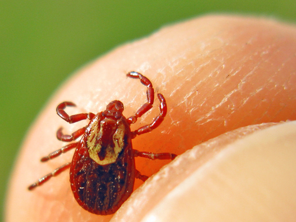 Chez les tiques infectées, il n’y a aucun signe évident de la présence du virus de l’encéphalite à tiques. Chez les tiques infectées, il n’y a aucun signe évident de la présence du virus de l’encéphalite à tiques.