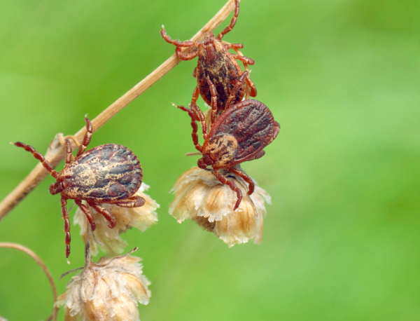 Parasites sur un brin d’herbe sec, en attente d’un hôte.