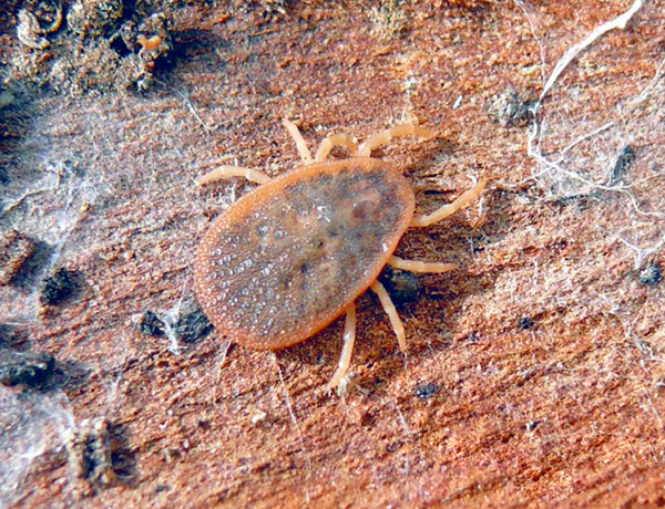 Tique de la famille des Argasidae. Tique de la famille des Argasidae.