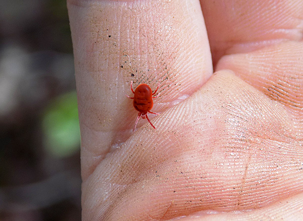 Parlons des particularités de la biologie et du danger pour l'homme des acariens rouges (aoûtats)...