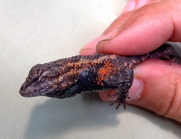 Aoûtats sur un lézard