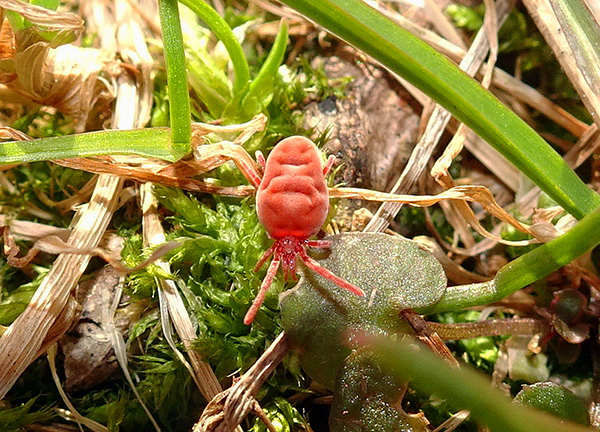 Tique de la famille des Trombidiidae dans l'herbe.