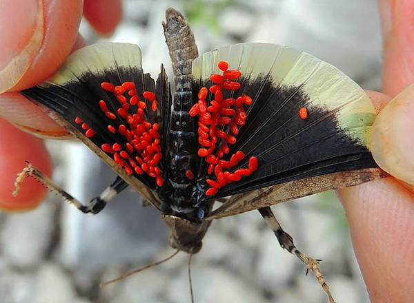 Larves d'aoûtats sur les ailes d'un papillon de nuit.